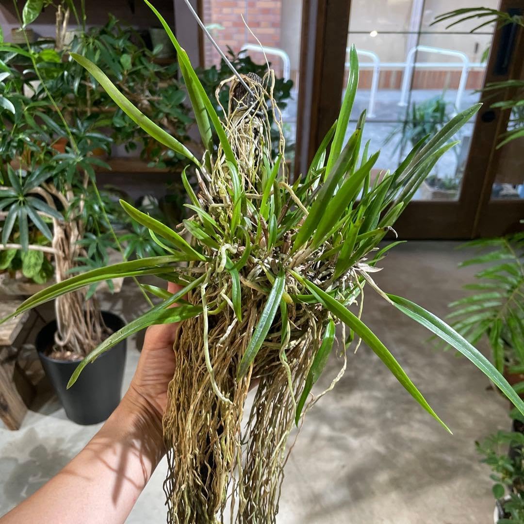 水槽用流木 最大47cm アクアテラリウム 水槽流木。水生植 物 水槽用